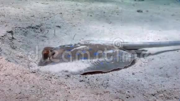 蓝色黄貂鱼藏在红海的沙滩上视频的预览图