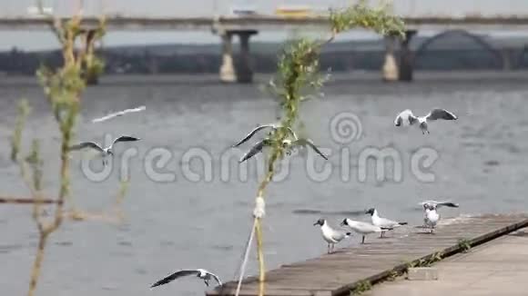 海鸥在河边飞翔视频的预览图