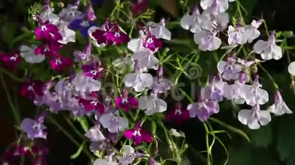 花园里有白色的半叶莲花高清镜头视频的预览图