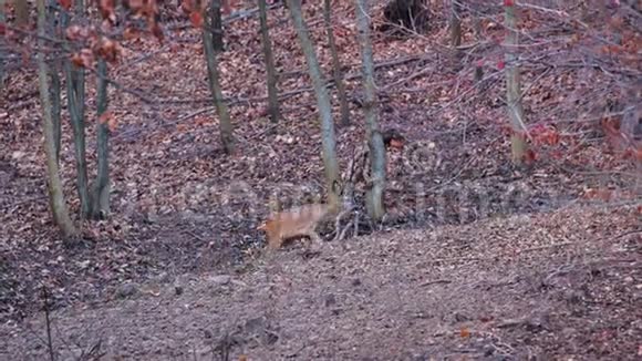 鹿在自然环境中视频的预览图