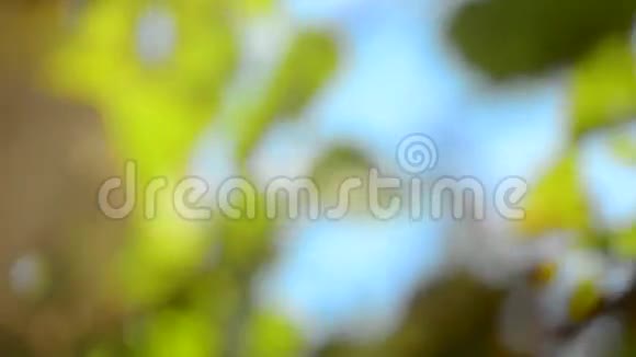 美丽的绿色自然背景阳光透过风吹在绿叶上视频的预览图