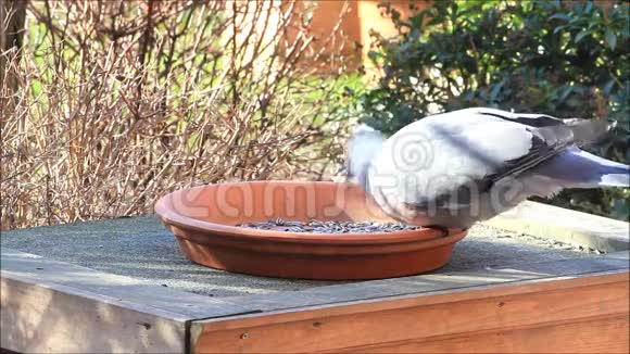 鸽子木鸽花园喂食处鸟食冬春视频的预览图