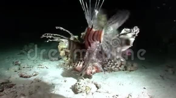 巨型捕食者鱼在水下捕食鱼类视频的预览图