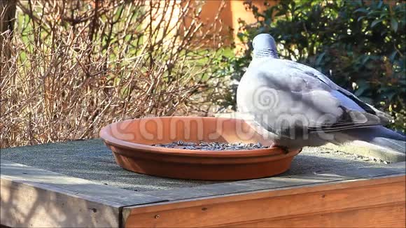 鸽子木鸽花园喂食处鸟食冬春视频的预览图
