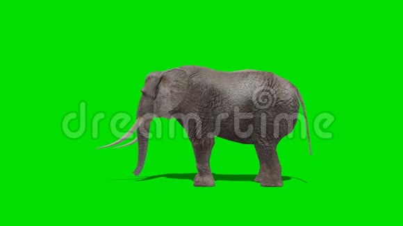 大象吃2绿色屏幕视频的预览图