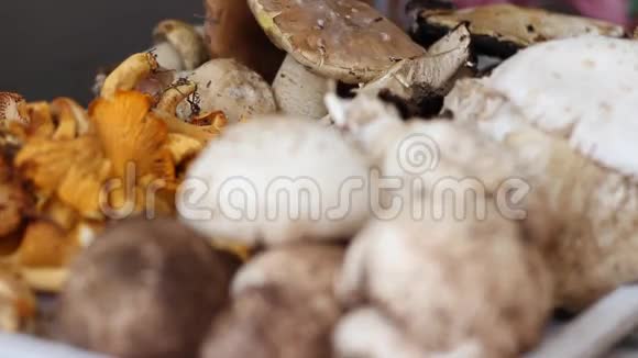 可观赏的野生森林蘑菇视频的预览图