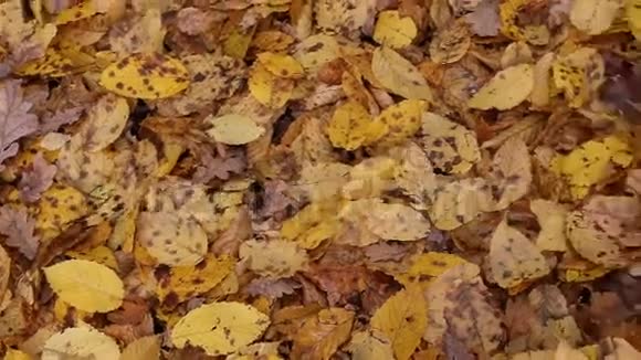 地上金黄的秋枫叶视频的预览图