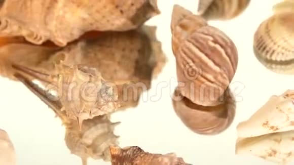 很多浅棕色的贝壳在白色旋转视频的预览图