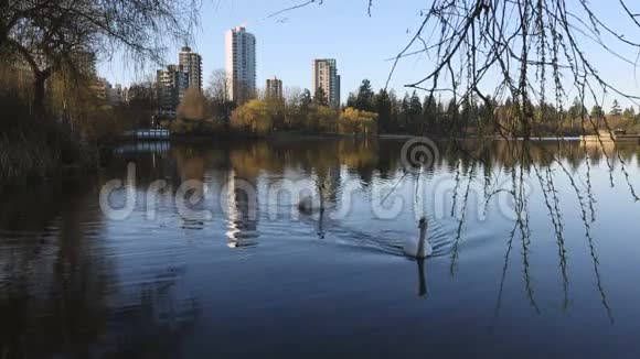温哥华迷失泻湖的天鹅视频的预览图