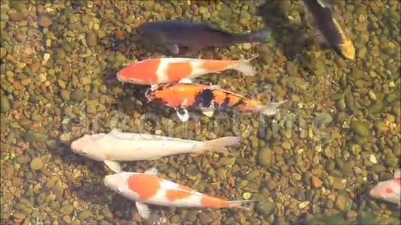 日本锦鲤鱼视频的预览图
