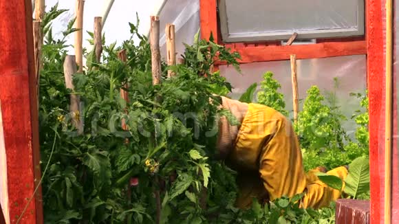 跪在温室温室温室温室大棚中的番茄植物护理人员视频的预览图