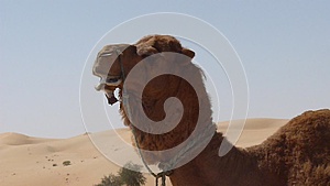 阿拉伯农场养殖骆驼视频的预览图