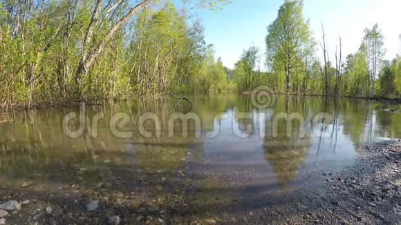 夏日绿林中泛滥的河水视频的预览图