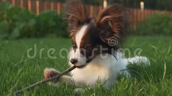 帕皮龙大陆玩具小狗啃棒绿草坪股票录像视频的预览图