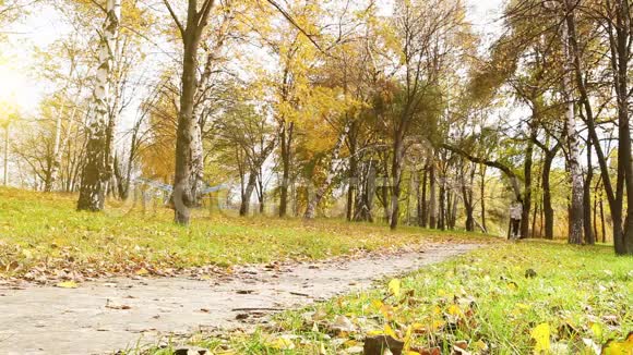 秋天公园森林公园里跑跑步的女跑步者视频的预览图