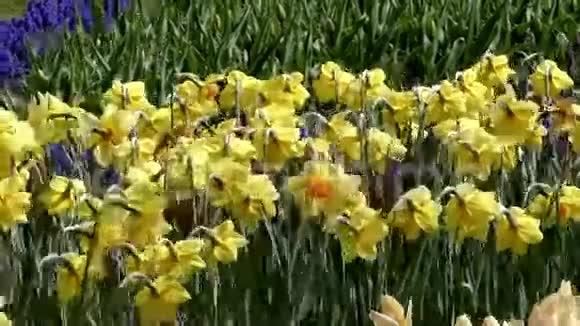 花圃里的水仙花近距离射击视频的预览图