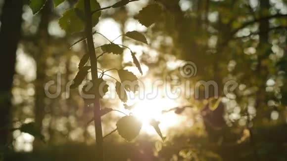 阳光透过森林中的绿叶照耀4KUHD视频的预览图