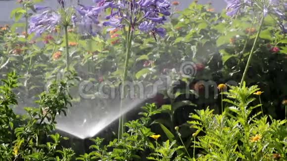 花园灌溉喷雾浇水花坛视频的预览图