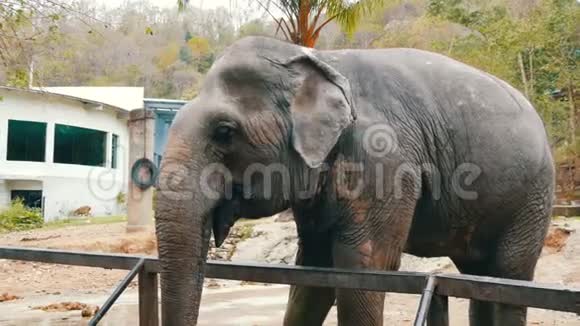 泰国khaokheo动物园的大象视频的预览图