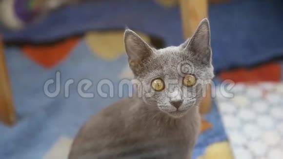 灰色的英国猫明亮的黄眼睛视频的预览图