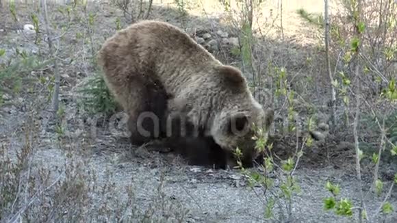 一只年轻的灰熊在尤肯地区挖根视频的预览图