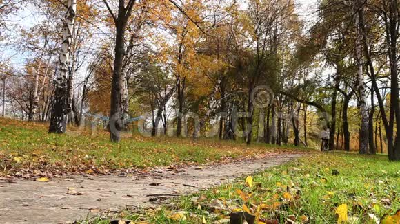 秋天公园森林公园里跑跑步的女跑步者视频的预览图