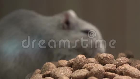 吃老鼠老鼠啮齿动物视频的预览图