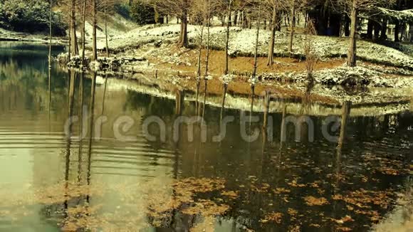 林中倒影在水中水杉漂浮在湖面上涟漪雪视频的预览图