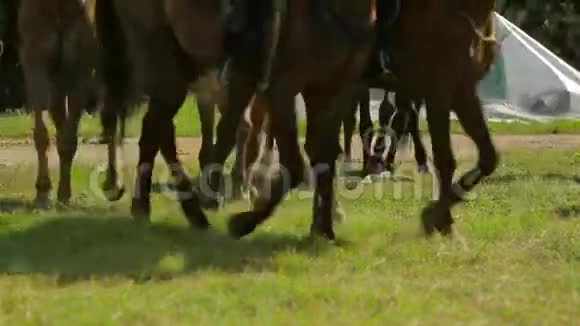 棕色马走在绿色草地上视频的预览图