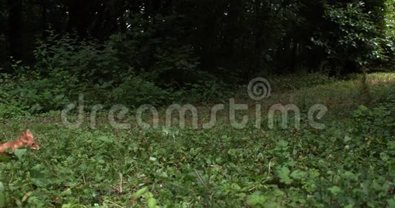 红狐秃鹫成年人在草地上奔跑诺曼底在法国视频的预览图
