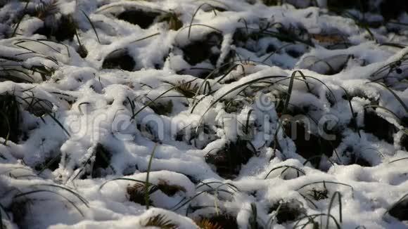 白雪覆盖着草在风中摇曳视频的预览图