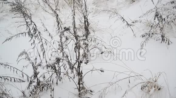暴风雪中冬天的草地视频的预览图