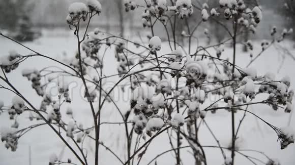 暴风雪中杂草覆盖了雪视频的预览图