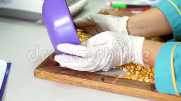 玉米种子的实验室研究不同品种品种选择玉米样品实验室视频的预览图