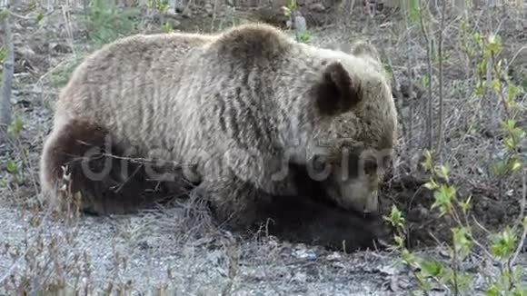 一只年轻的灰熊在尤肯地区挖根视频的预览图