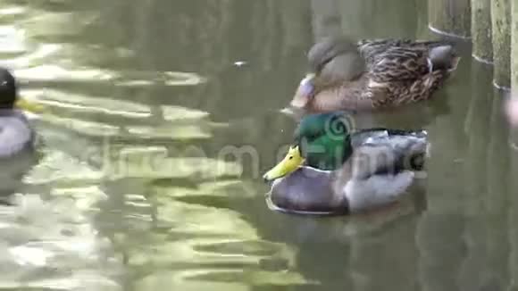 鸭子和一群绿头鸭一起在池塘上漂浮4K超高清超高清视频的预览图