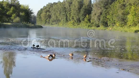 鸭游雾蒙蒙的河水湾清晨日出视频的预览图