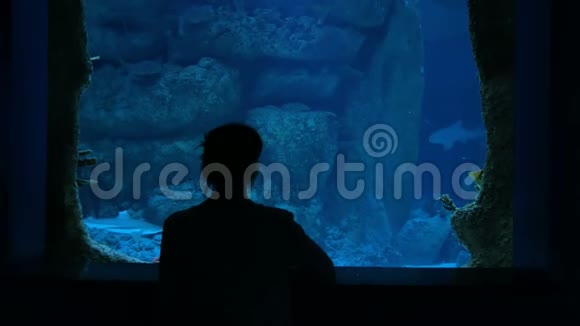 女人待在大鱼缸旁边看着鱼视频的预览图