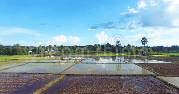 农民在田里移植稻芽视频的预览图