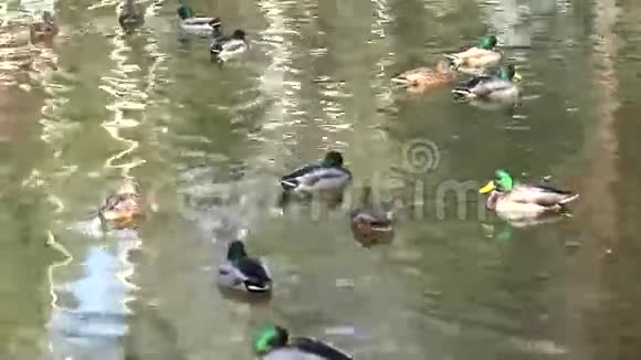鸭子和一群绿头鸭一起在池塘上漂浮4K超高清超高清视频的预览图