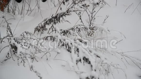 暴风雪中冬天的草地视频的预览图