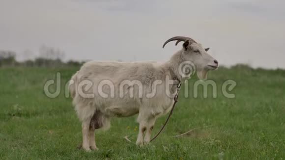 绑在绳子上的白山羊在绿色的草坪上吃草环顾四周相机拍摄视频的预览图