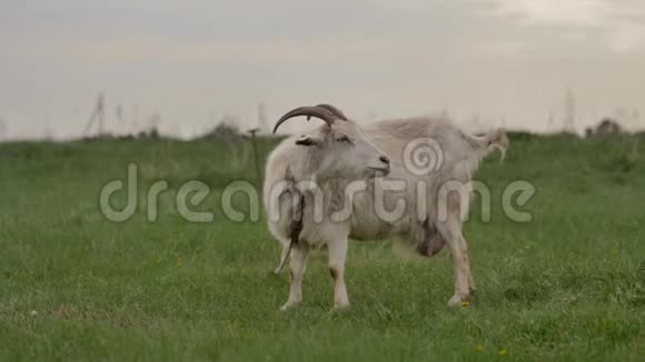 绑在绳子上的白山羊在绿色的草坪上吃草环顾四周相机拍摄视频的预览图
