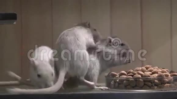 吃老鼠老鼠啮齿动物视频的预览图