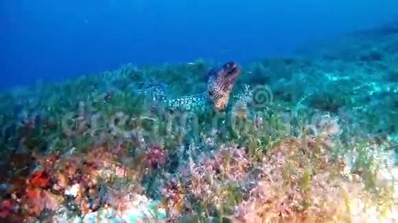 在马罗拉潜水西班牙水下视频的预览图