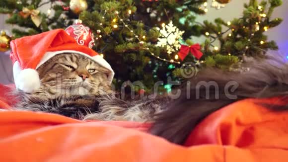 圣诞老人戴着圣诞帽坐在一棵美丽的新年树上的枕头上滑稽的莱兹缅因州猫视频的预览图
