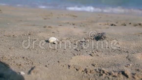 埃及赫尔加达小螃蟹沙滩沿着视频的预览图