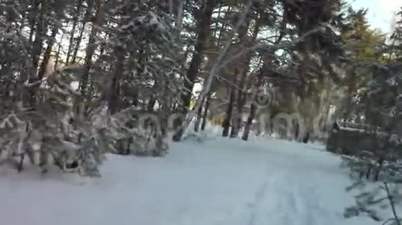 冬天的混合森林覆盖着阳光照亮的雪视频的预览图
