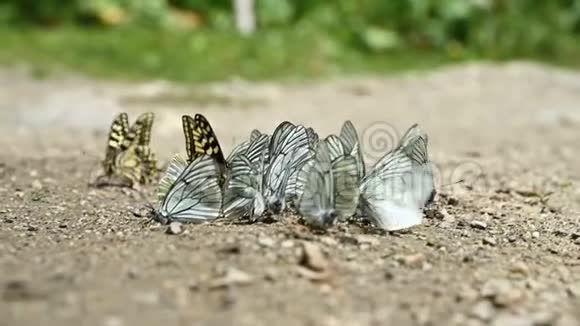 在山区一群有青色翅膀的蝴蝶在地上爬行吸收营养视频的预览图
