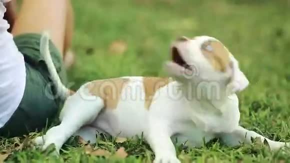 在草地上玩可爱小狗的女人视频的预览图